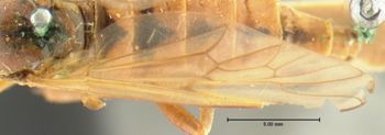 Media type: image;   Entomology 12598 Aspect: wing